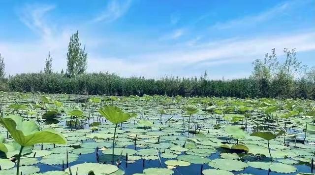 白洋淀旅游(白洋淀旅游最佳时间) 白洋淀旅游(白洋淀旅游最佳时间)